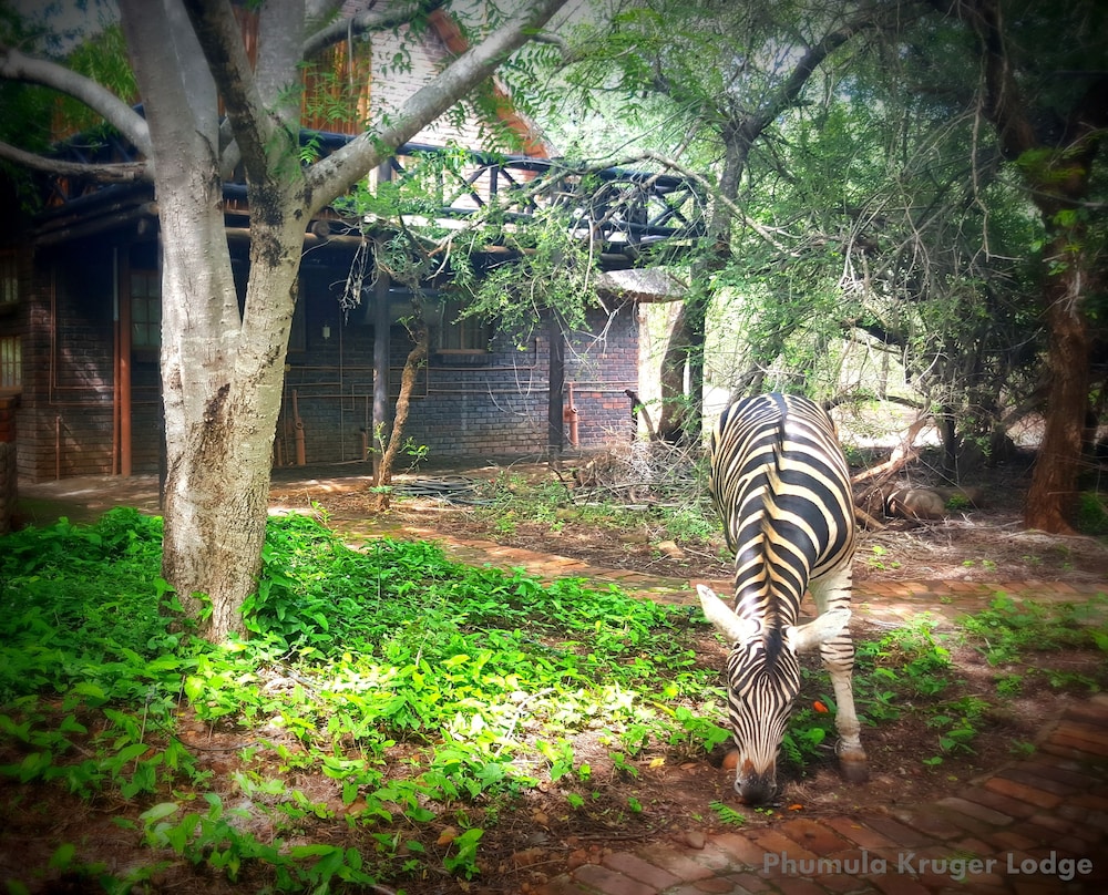 Phumula Kruger Lodge 19/66