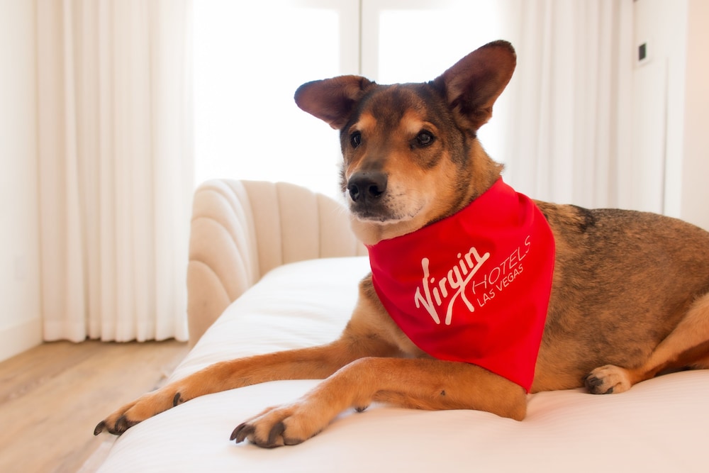 RUBY, GRAND, SUITE, 2 QUEEN BEDS, PET FRIENDLY