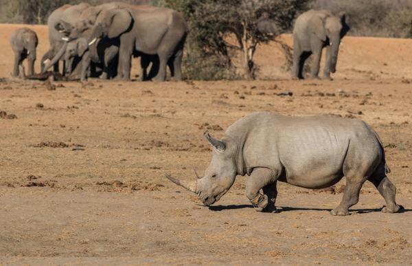 Tau Game Lodge 42/56