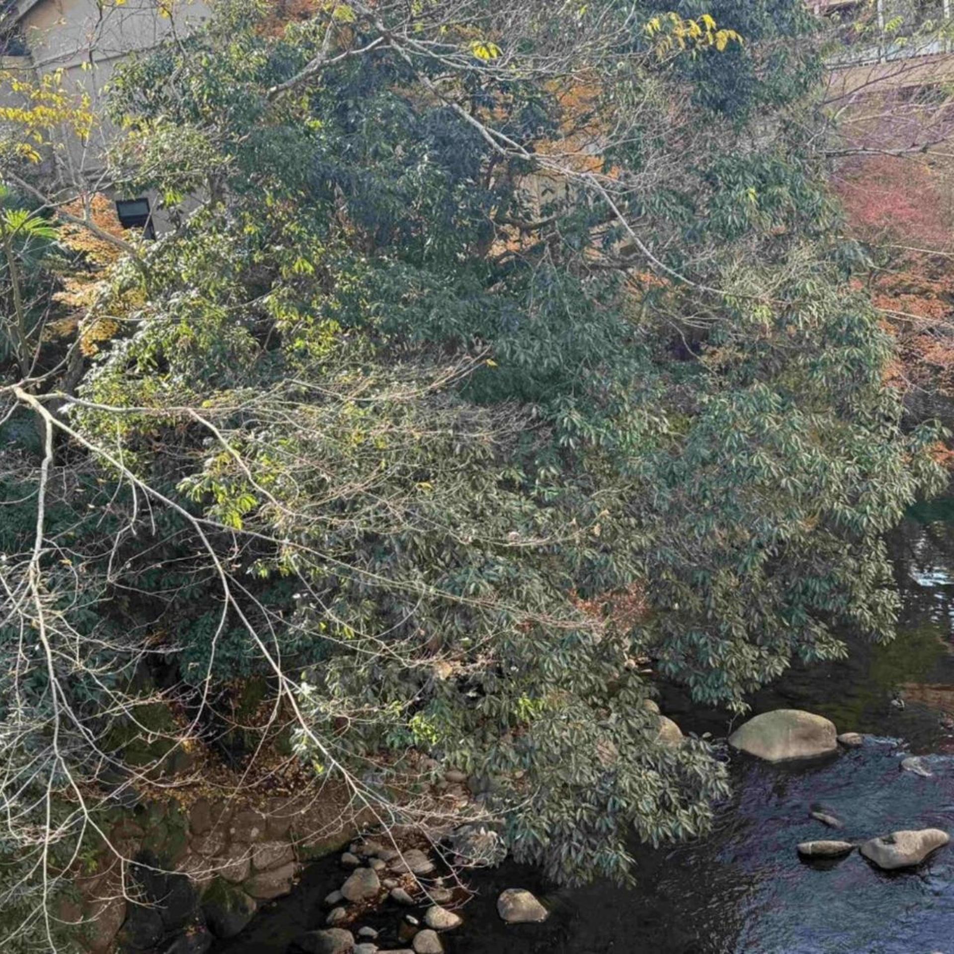 Shuzenji Onsen Goyokan 45/51