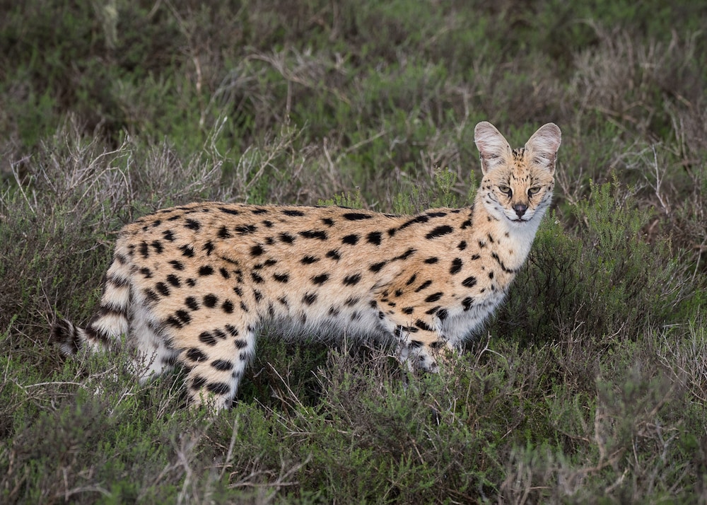 Shamwari Game Reserve - Riverdene — foto 4
