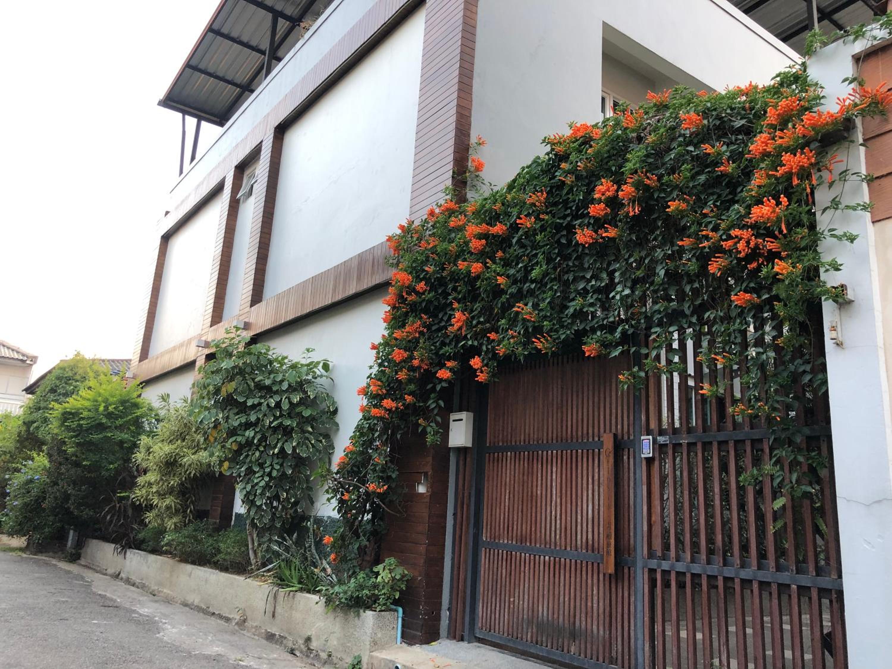 Celosia Chiang Mai 3/70