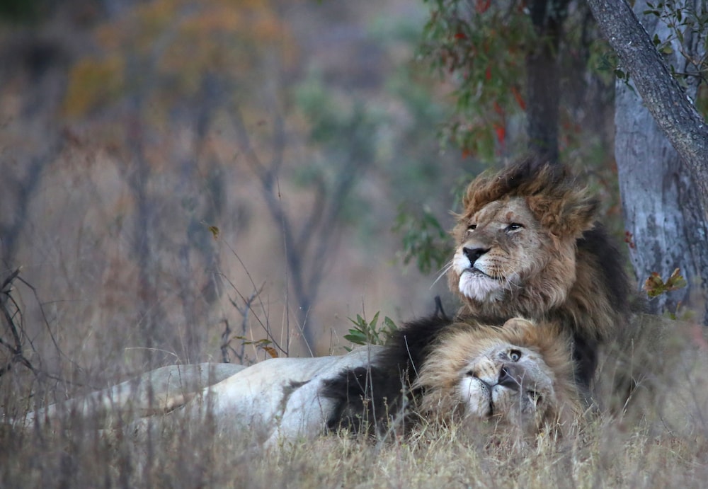 Makweti Safari Lodge 22/37