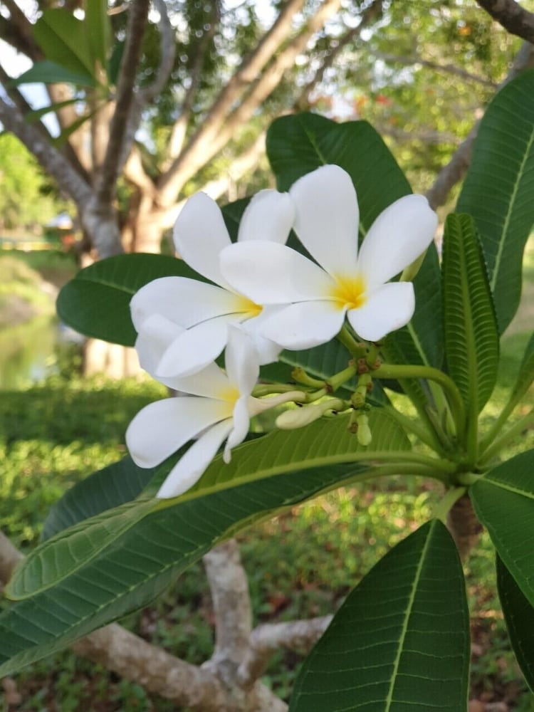 Suan Phueng Pa Wai Resort 41/50