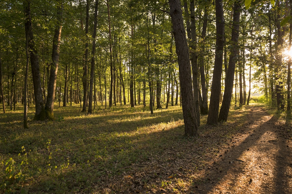 Le Relais Des Landes 40/50