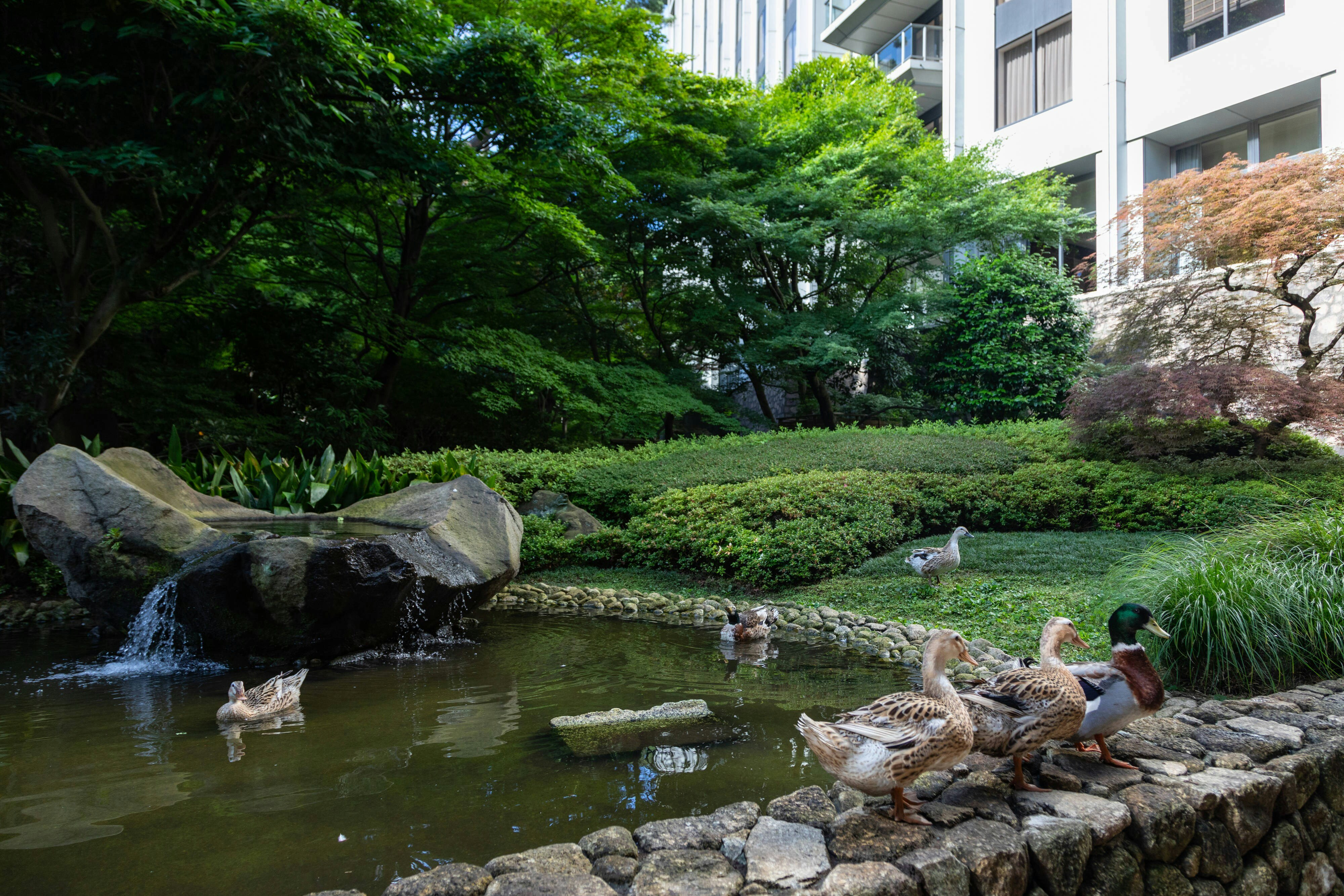 Sheraton Miyako Hotel Tokyo 56/58