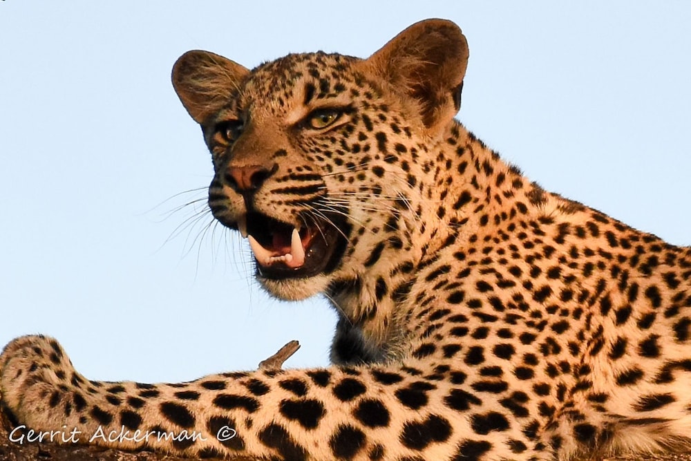 Elephant Plains Game Lodge 27/31