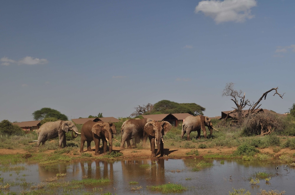 Kilima Safari Camp 35/49