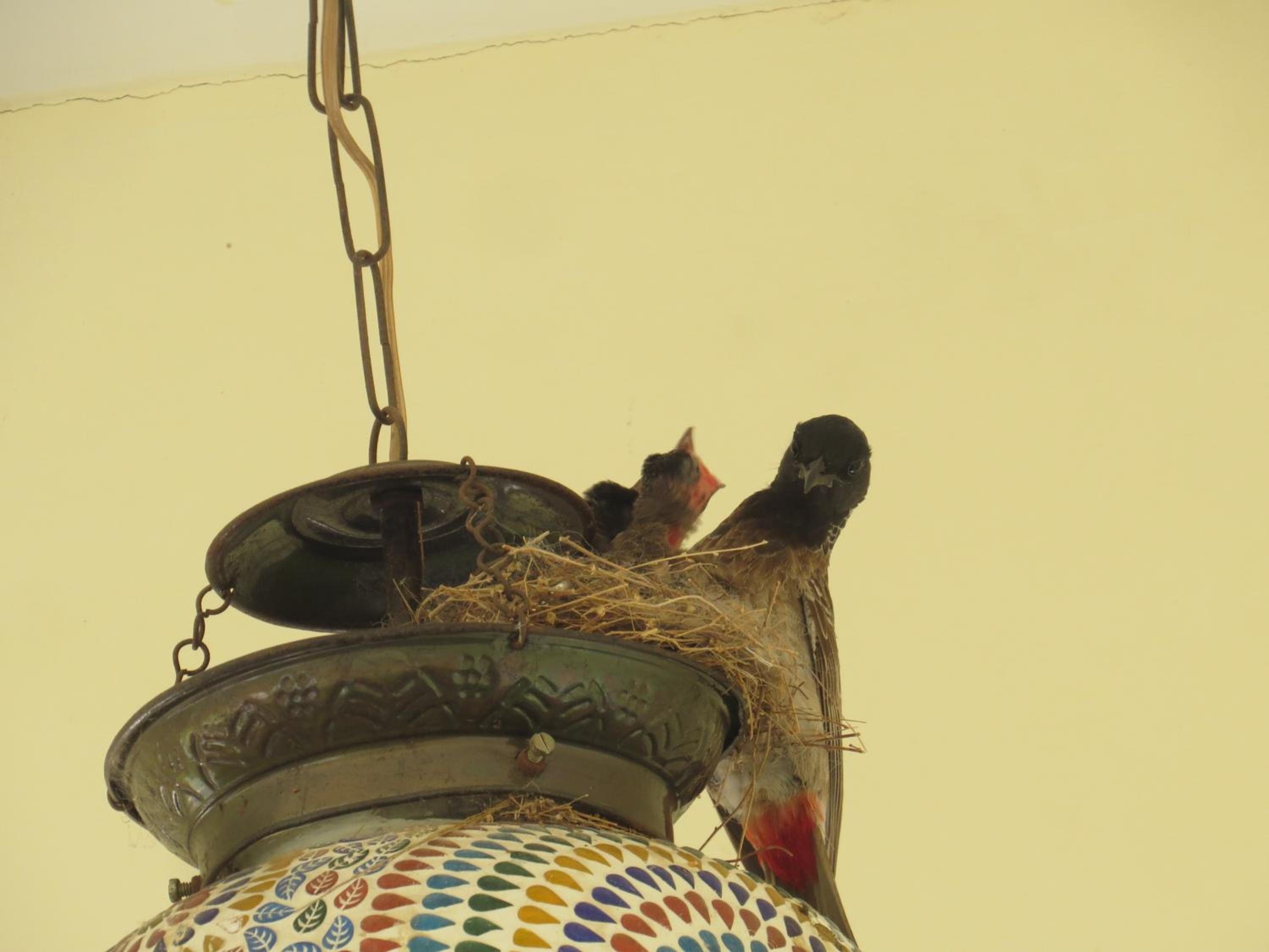 Treebo Rajputana Ranthambore 21/50