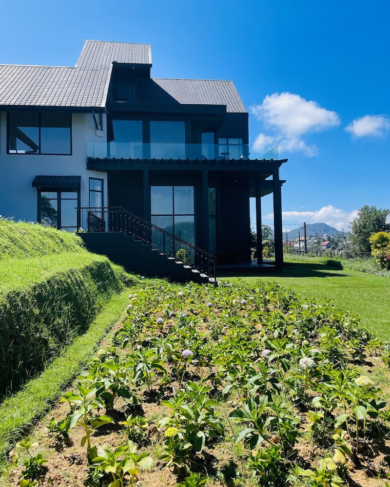 Tea Plant Nuwara Eliya 5/49