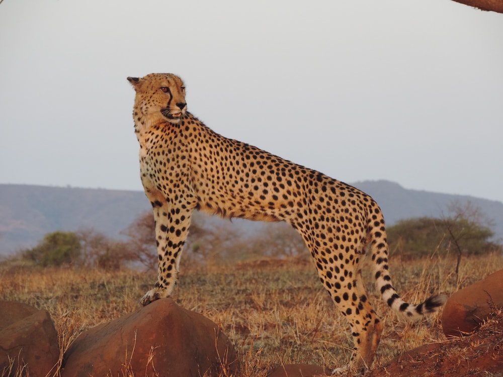 Leopard Mountain Safari Lodge 15/74