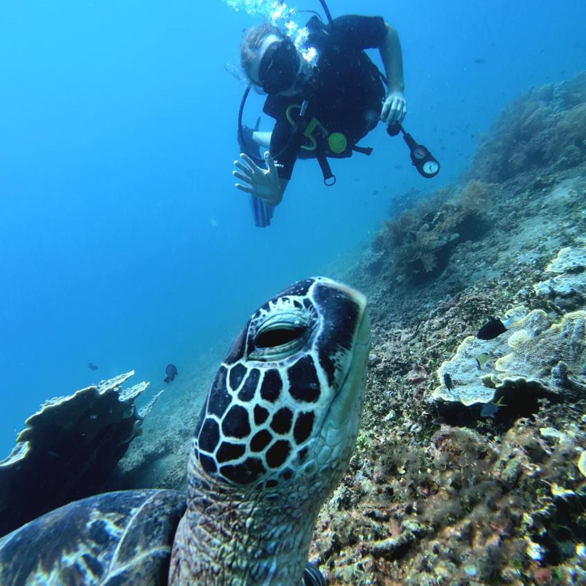 Kura Kura Divers Lodge 2/32