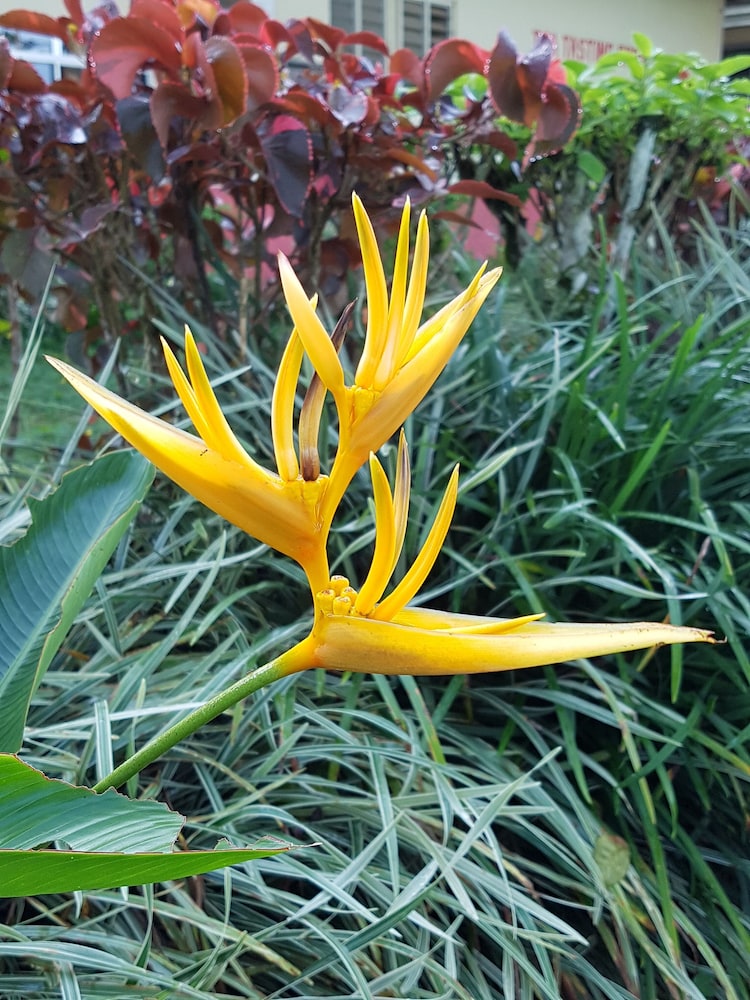 Sabah Tea Garden 68/70