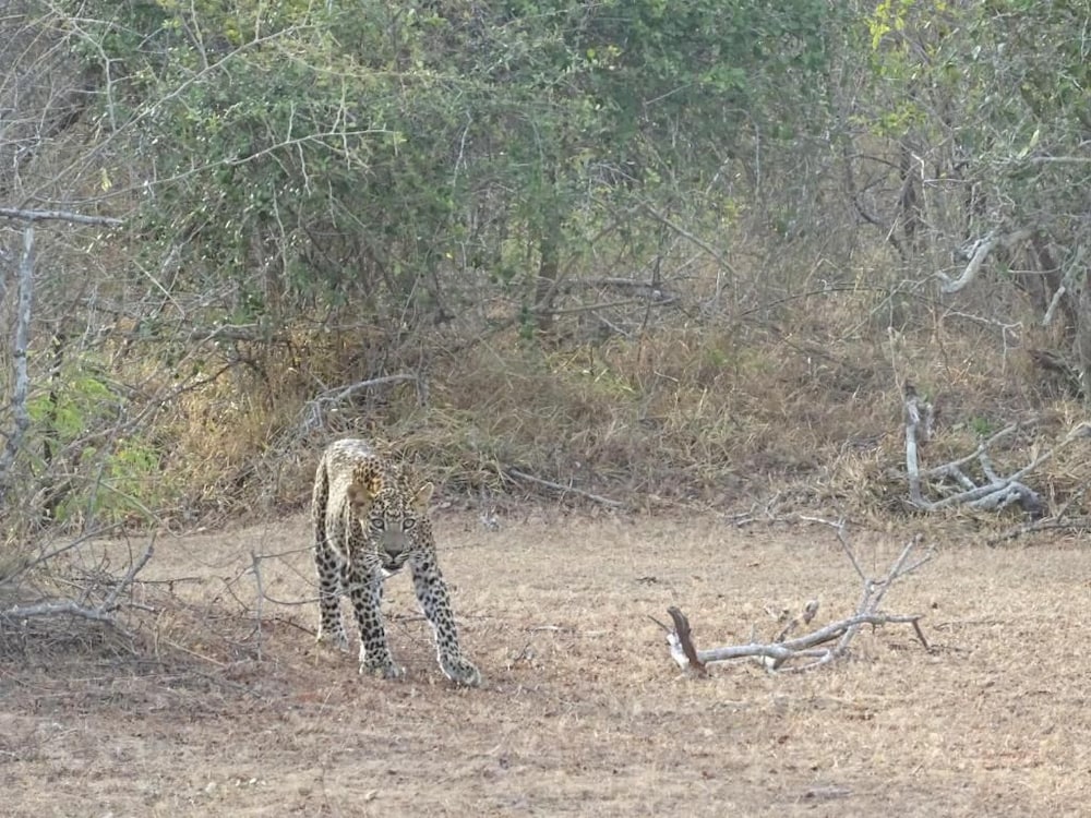 Wadula Safari Yala 14/33