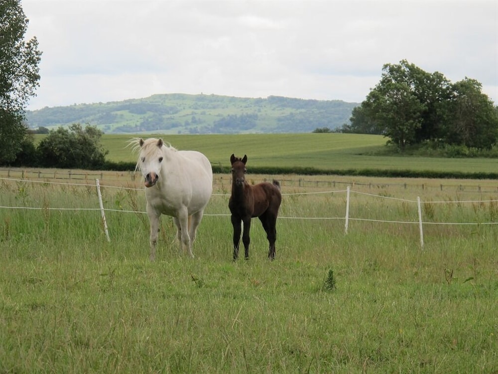 Bluebell Farm 12/22