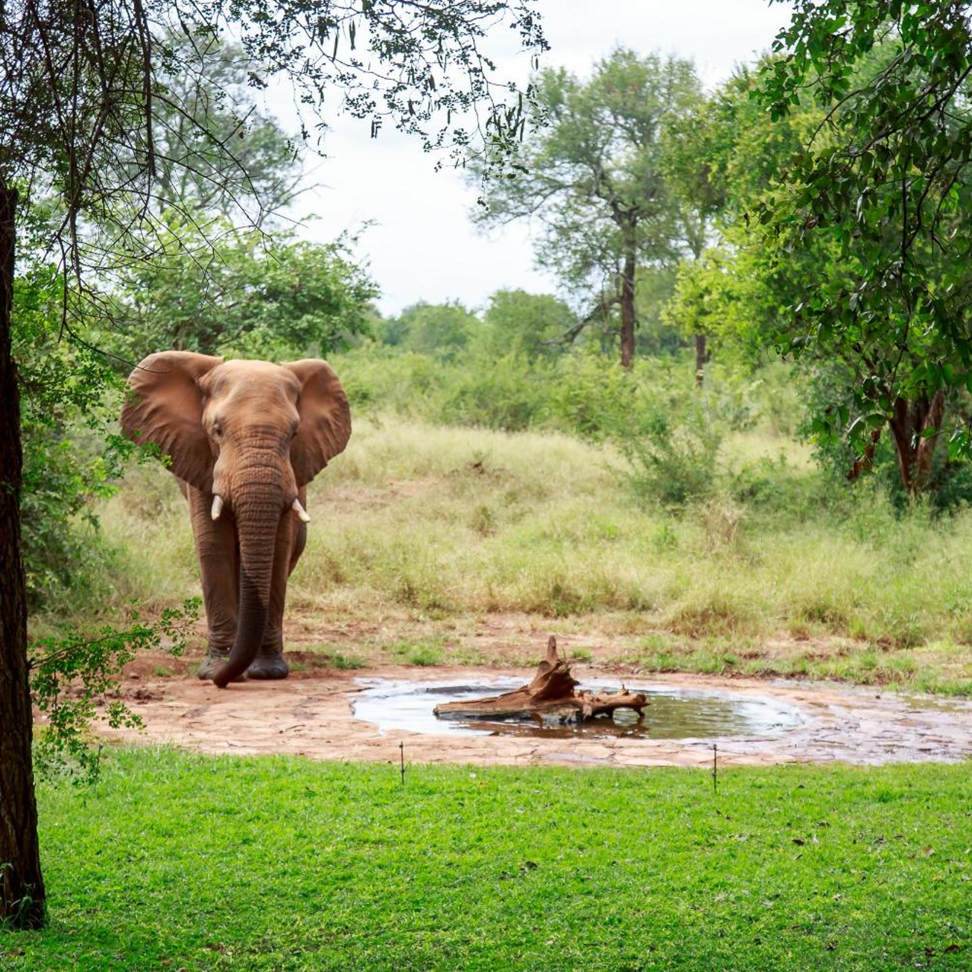 Sable Creek Safari Lodge 11/21