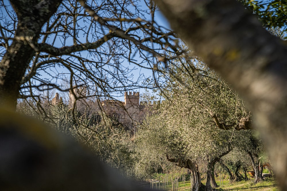 Terra Di Gradara 39/50