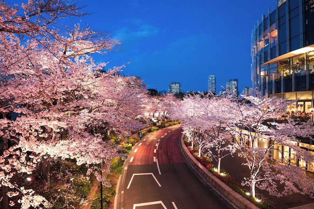 Mimaru Tokyo Akasaka 38/50