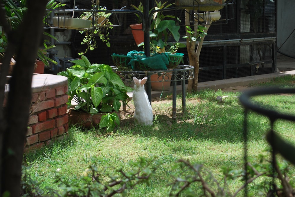 タラ ニワス 写真5