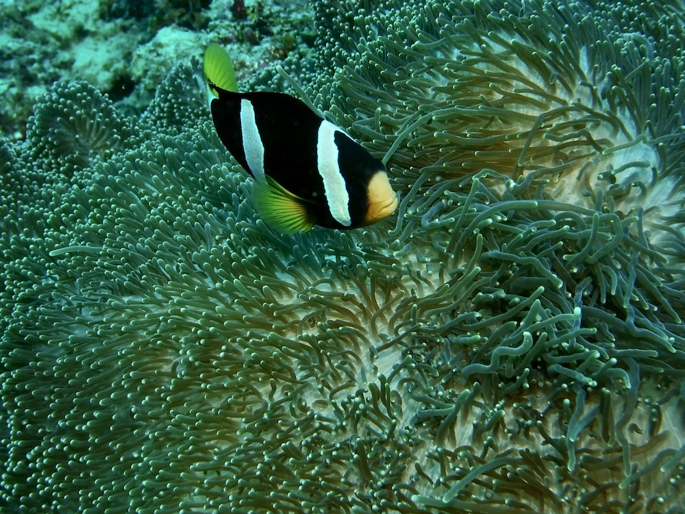 Nika Island Resort & Spa, Maldives 59/67