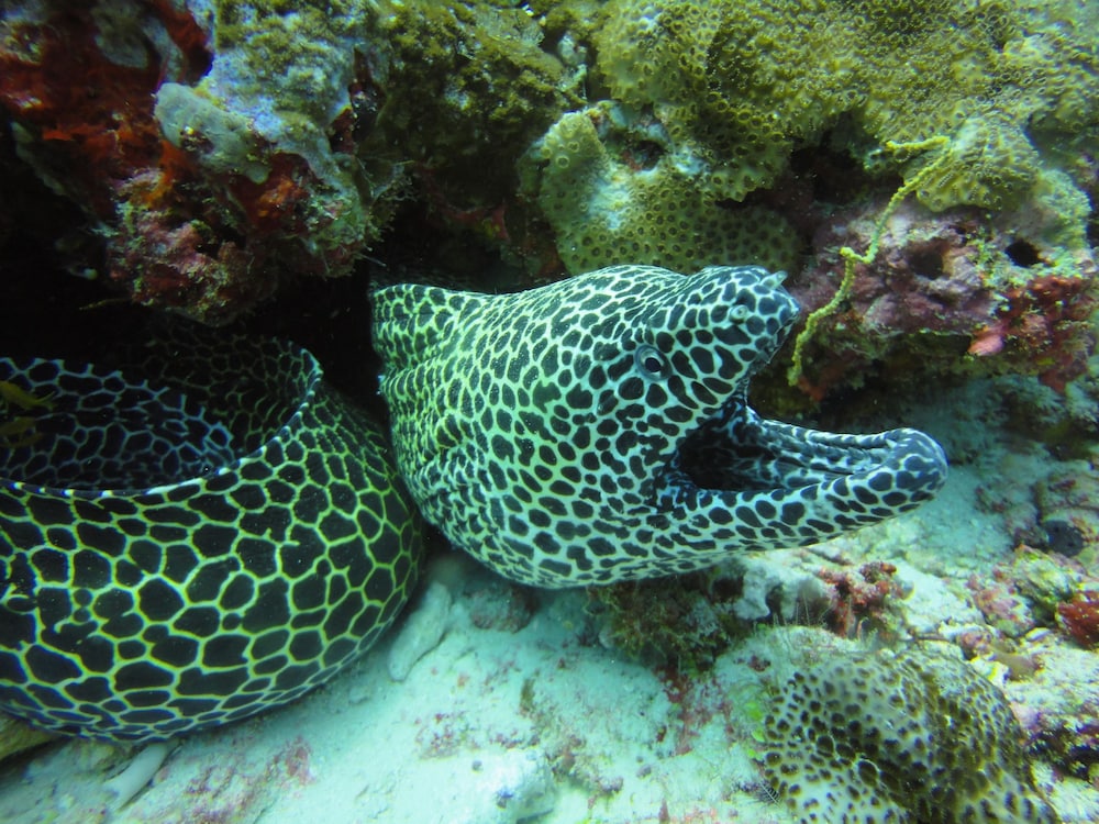 Red Sea Dive Center Hotel and Dive Center 写真3