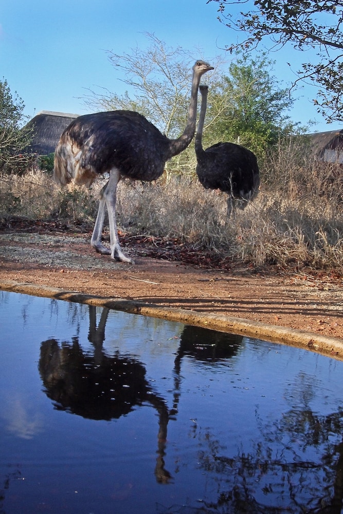 Normann Safari Bush Lodge 35/50
