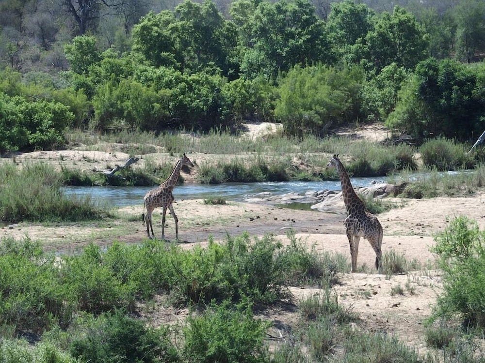Raptors Lodge N16 39/50
