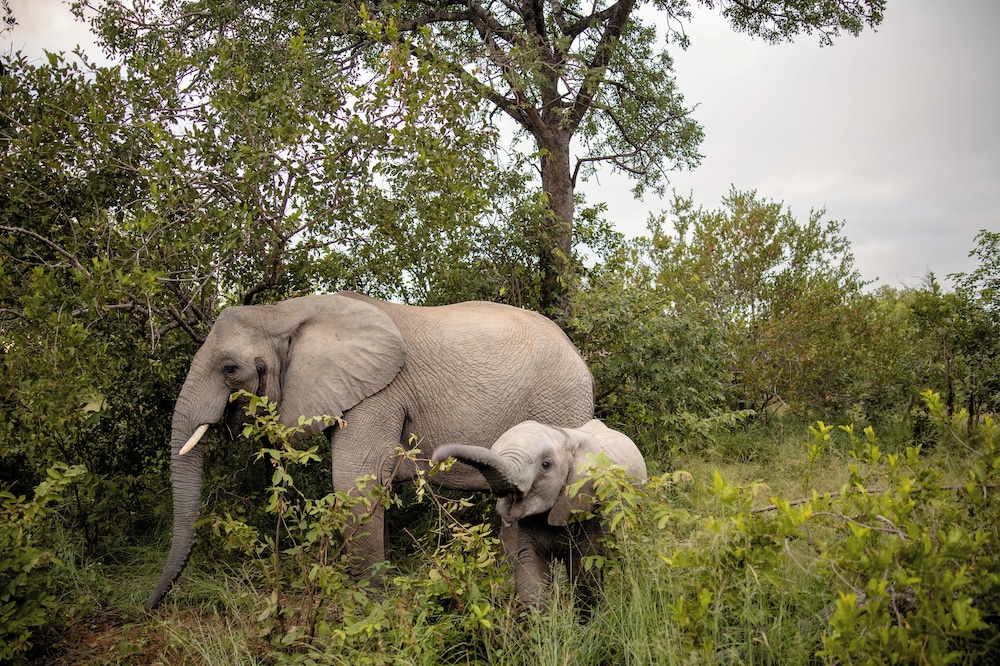 Kapama River Lodge 65/68