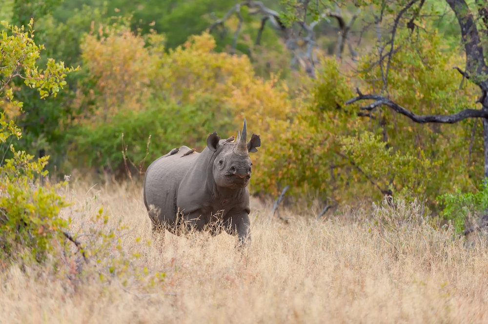Pondoro Game Lodge 59/66