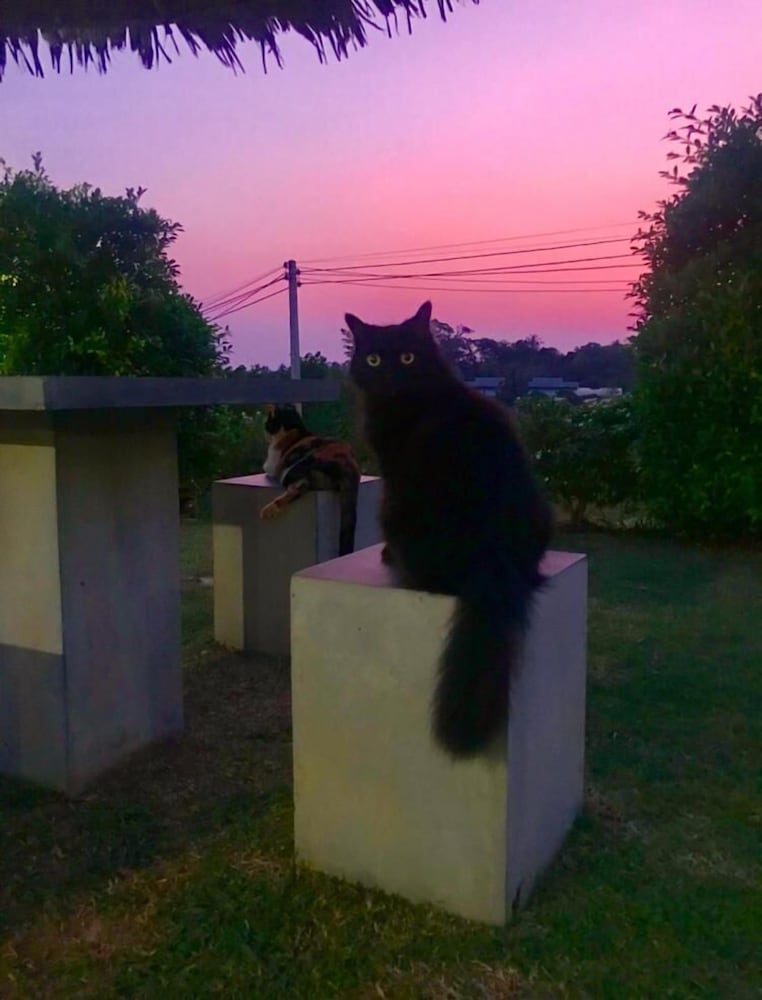 Cat Bungalow 56/66