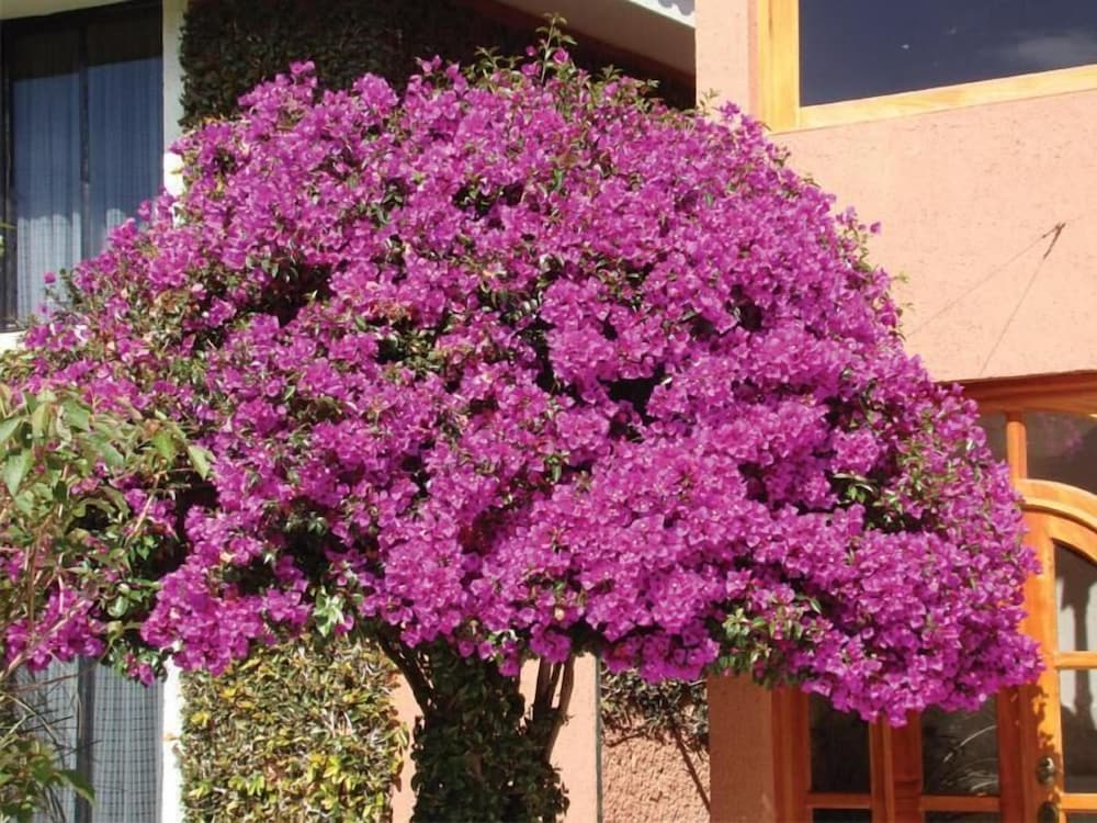 Arrecife De Coral 45/50