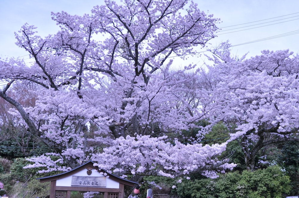 Arima Kirari (Ex Arima View) 47/50
