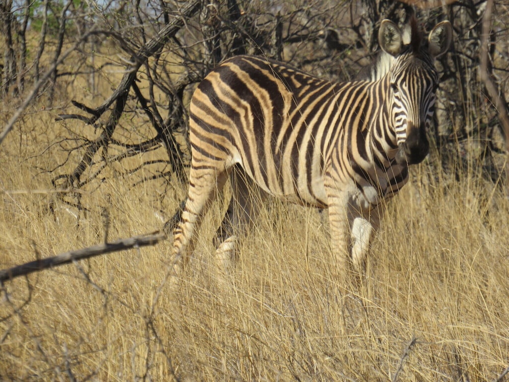 The Baobab Bush Lodge 43/50