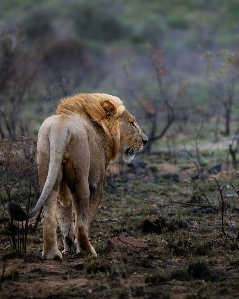 Sediba Private Game Lodge 40/50