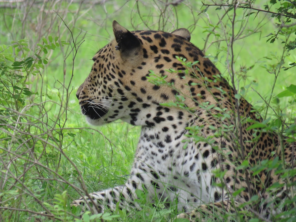 Yala Golden Park 4/50