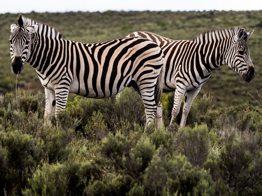 Garden Route Safari Camp 35/50