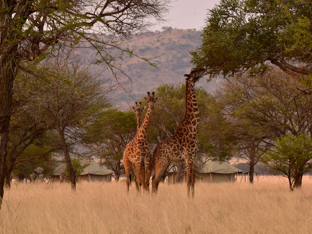 One Nature Nyaruswiga Serengeti 40/48