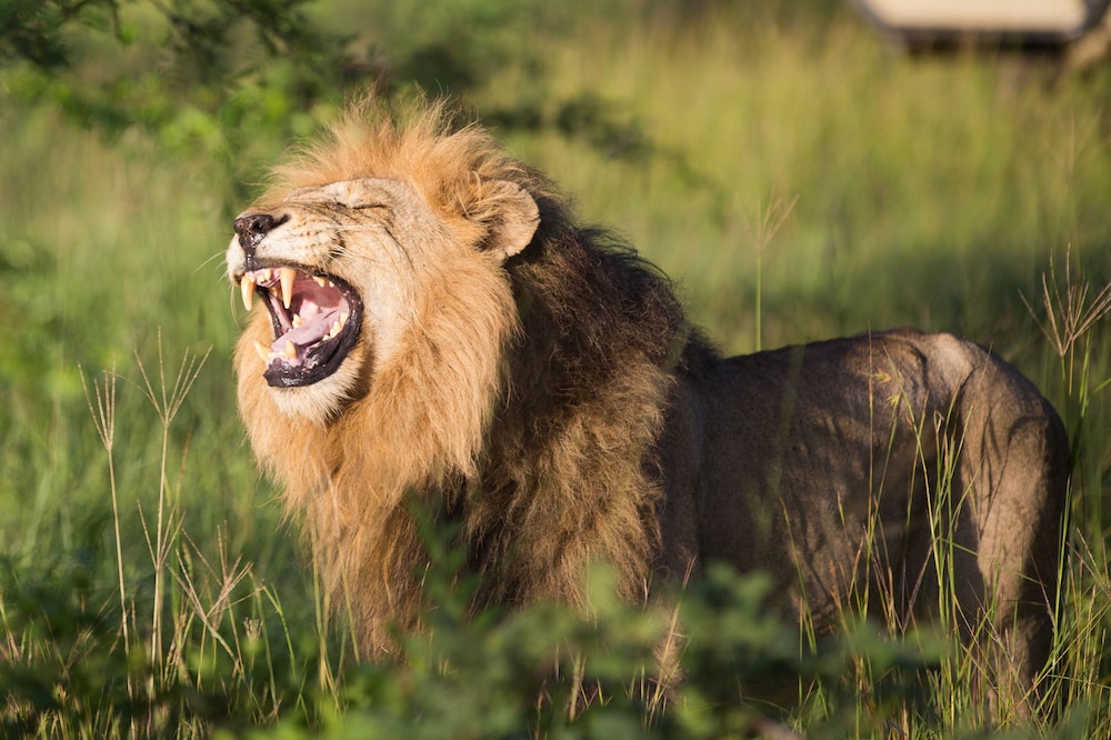 Buffelshoek Tented Camp 27/35