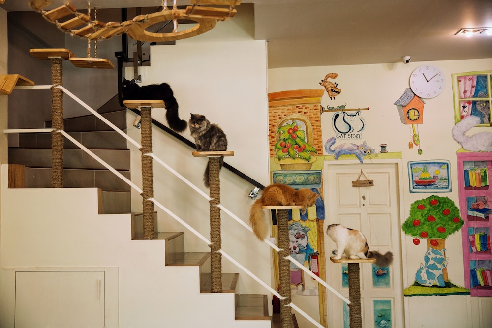 Cat Story Hotel 32/34