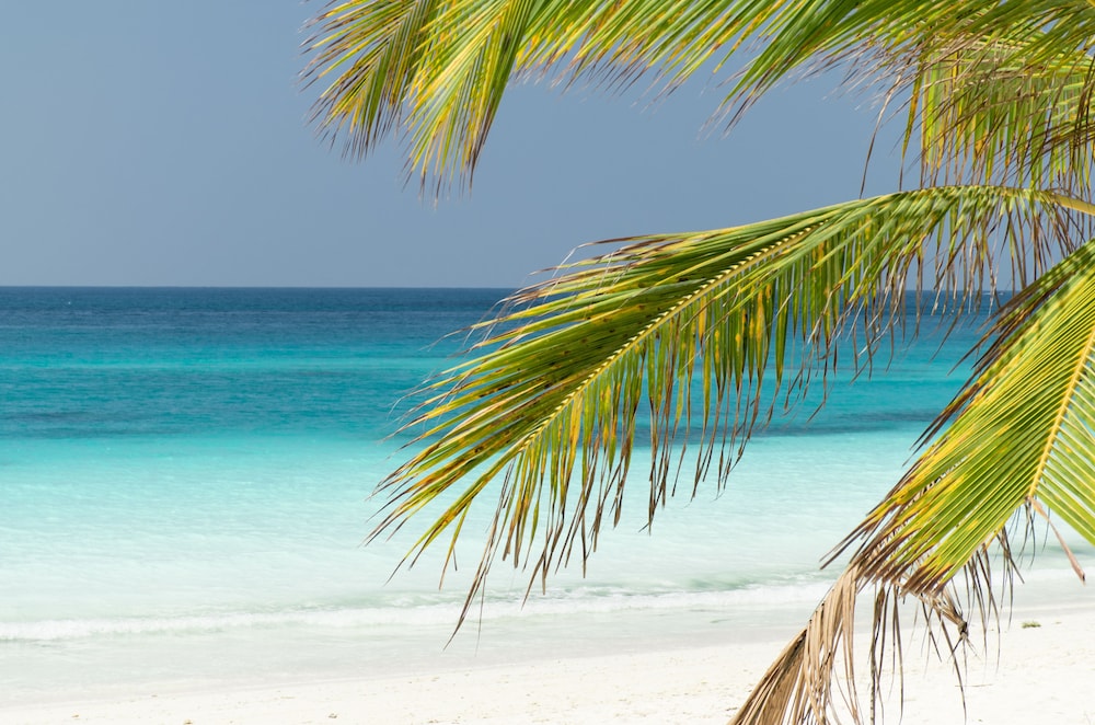 Tikitam Palms Boutique Hotel 42/50