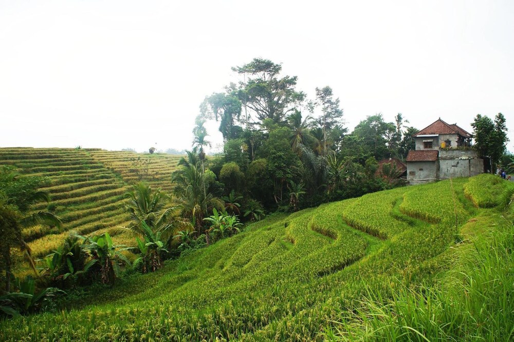Yeh Panes Bali 15/24