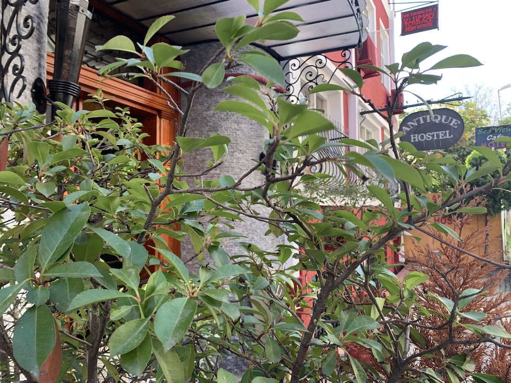 Antique Hostel 48/50