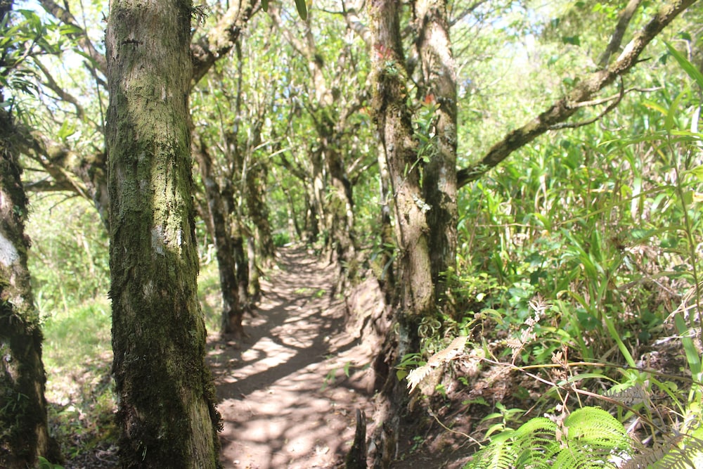 Monteverde Cloud Forest Lodge 38/47