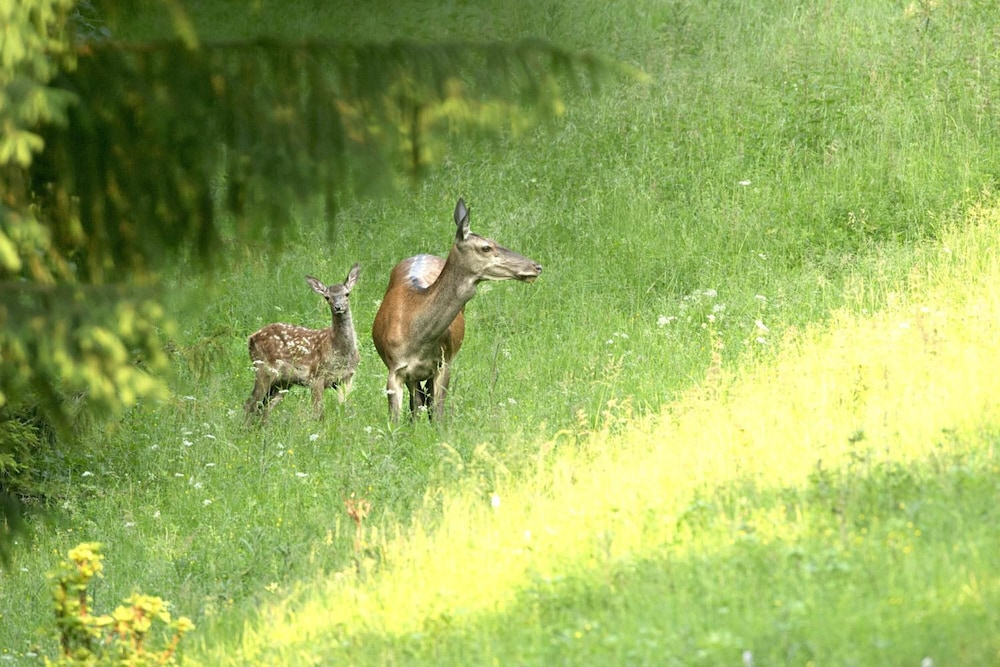 Hotel Diana 41/50