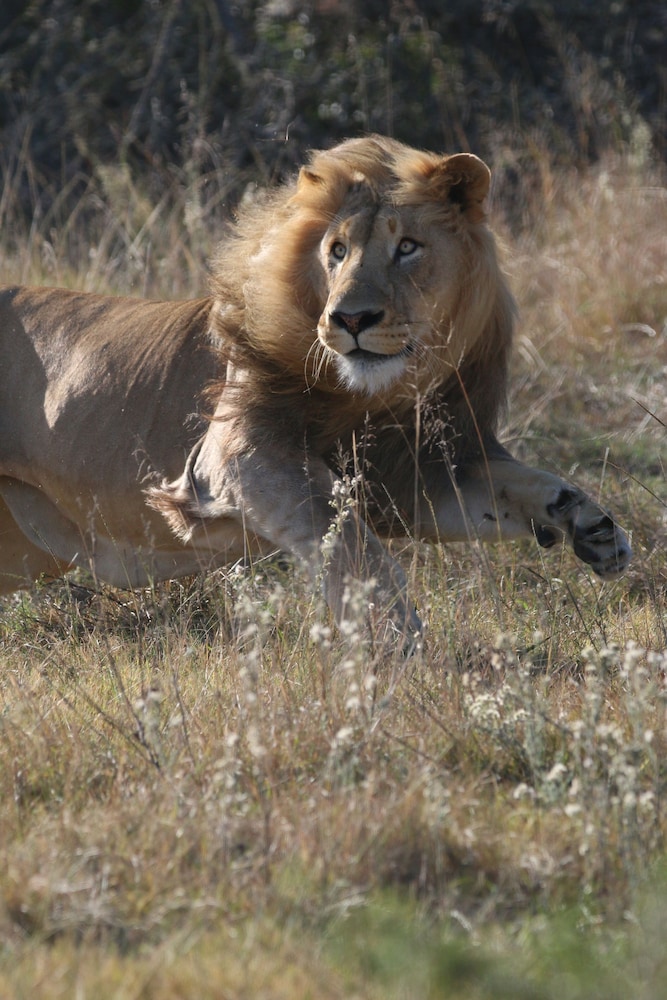 Garden Route Safari Camp 37/50