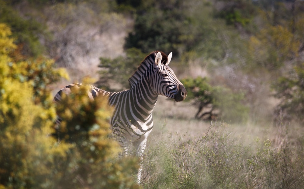 Bukela Game Lodge 9/59