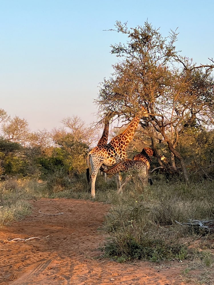Lindiwe Safari Lodge 64/67