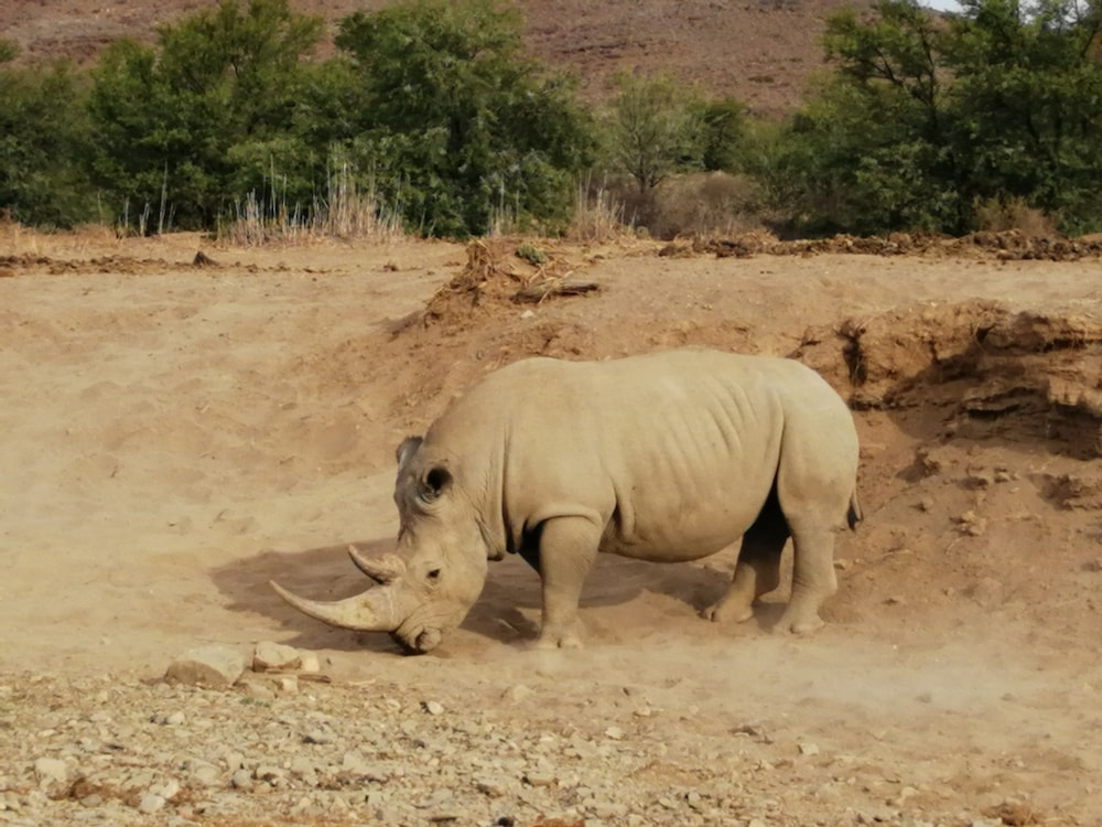 Sanbona Wildlife Reserve 36/50