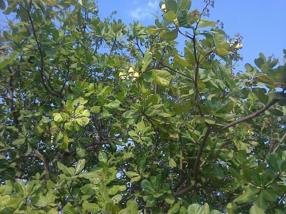 KADAMBAVANAM ETHNIC RESORT 19/42