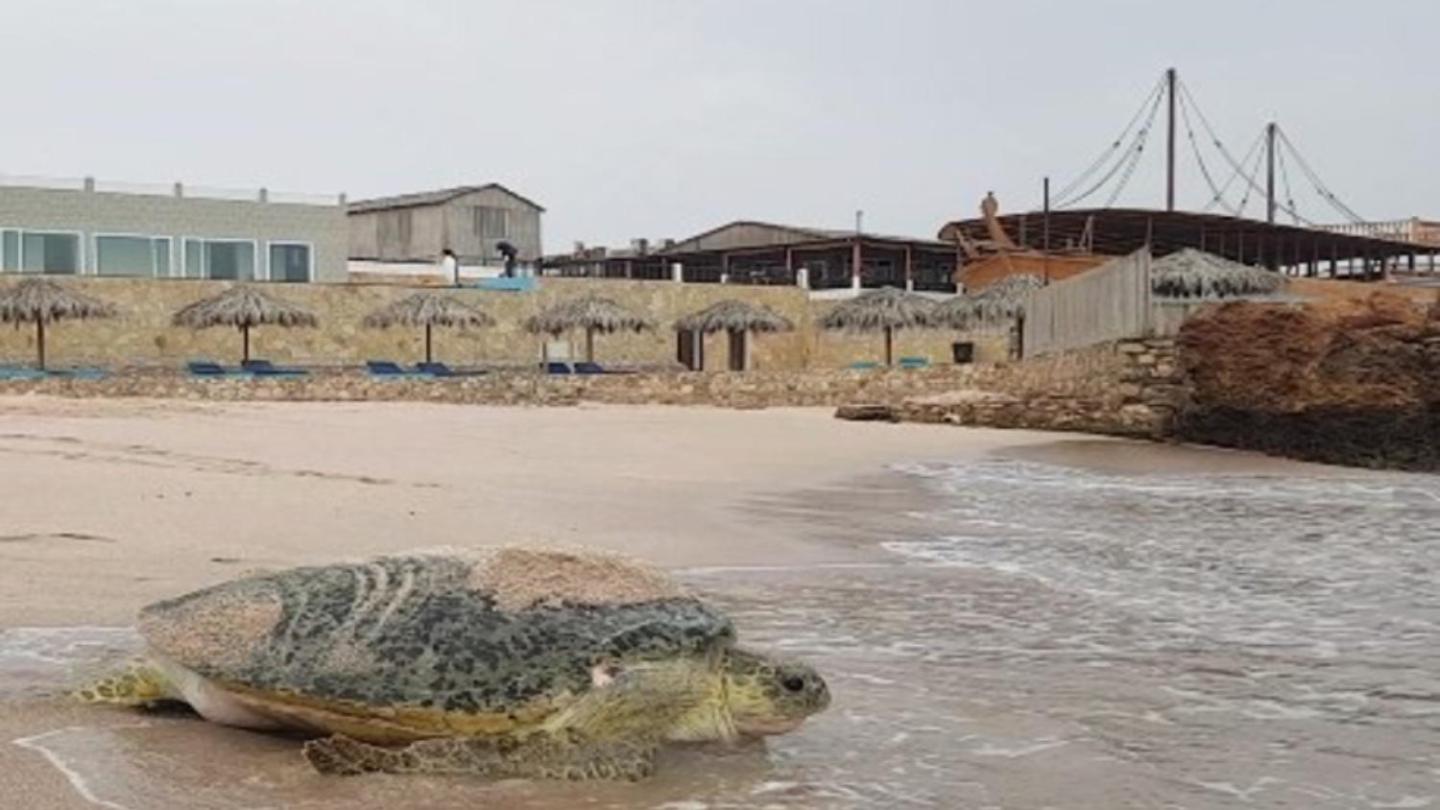 Turtle Beach Resort 46/50